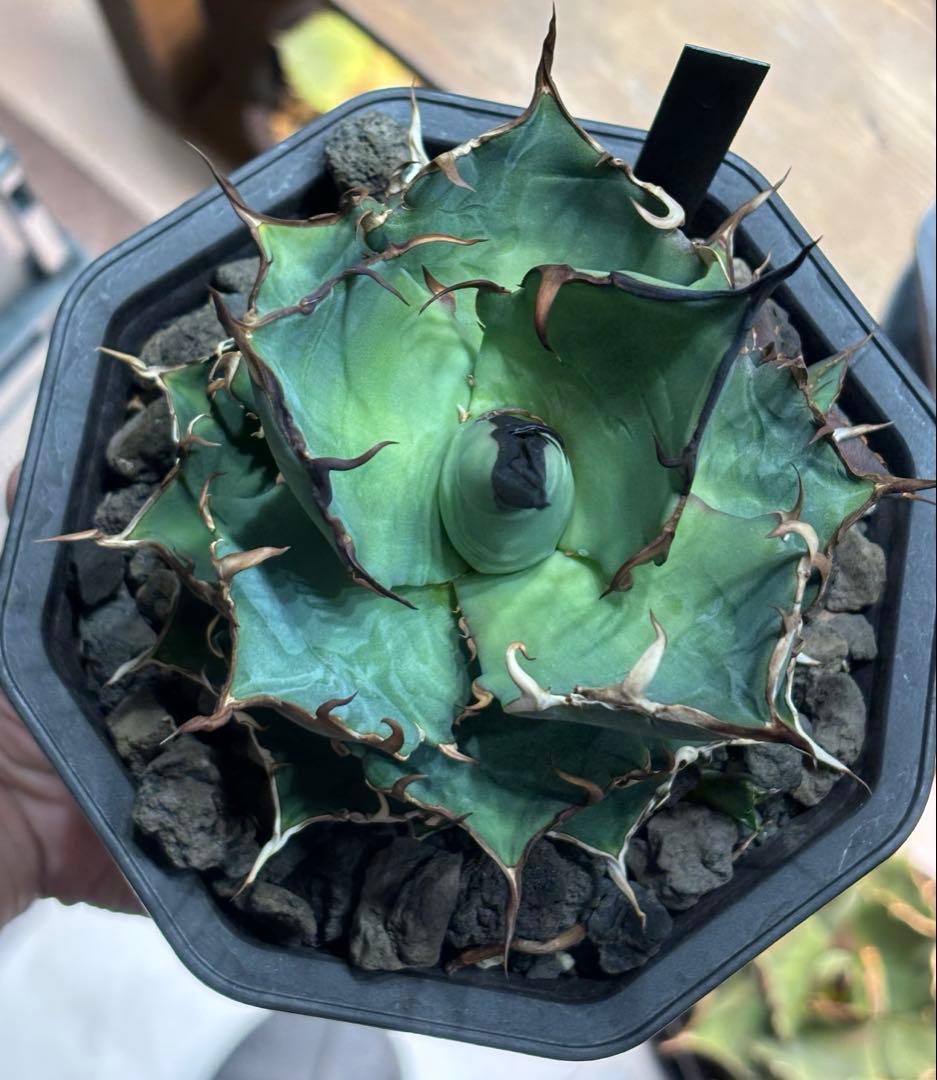 アガベ チタノタ ハデス 黒帝斯/恐竜牙歯 子株付き