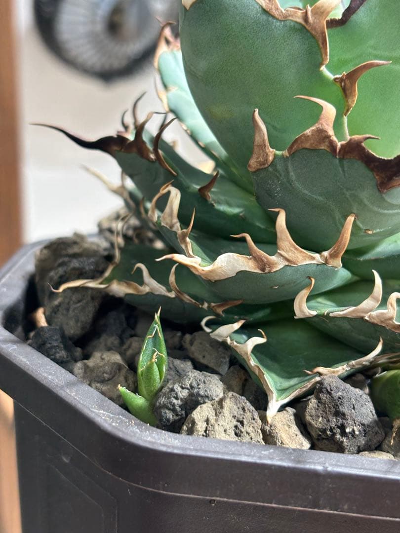 アガベ チタノタ ハデス 黒帝斯/恐竜牙歯 子株付き