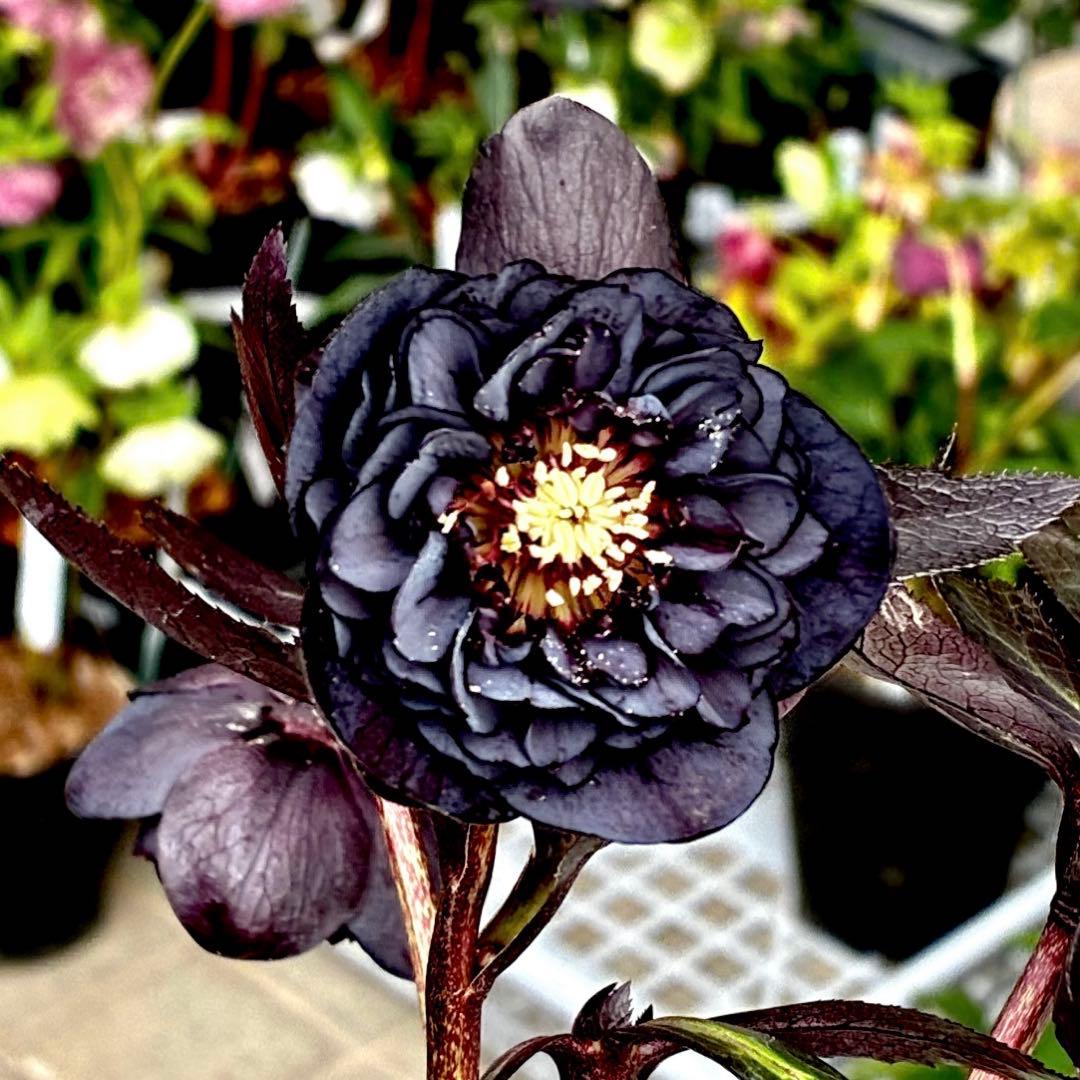 3708☘️超キラッキラン☘️ブラックマジック系☘️⭐️キラキラテカテカ黒⭐️多弁⭐️広瀬