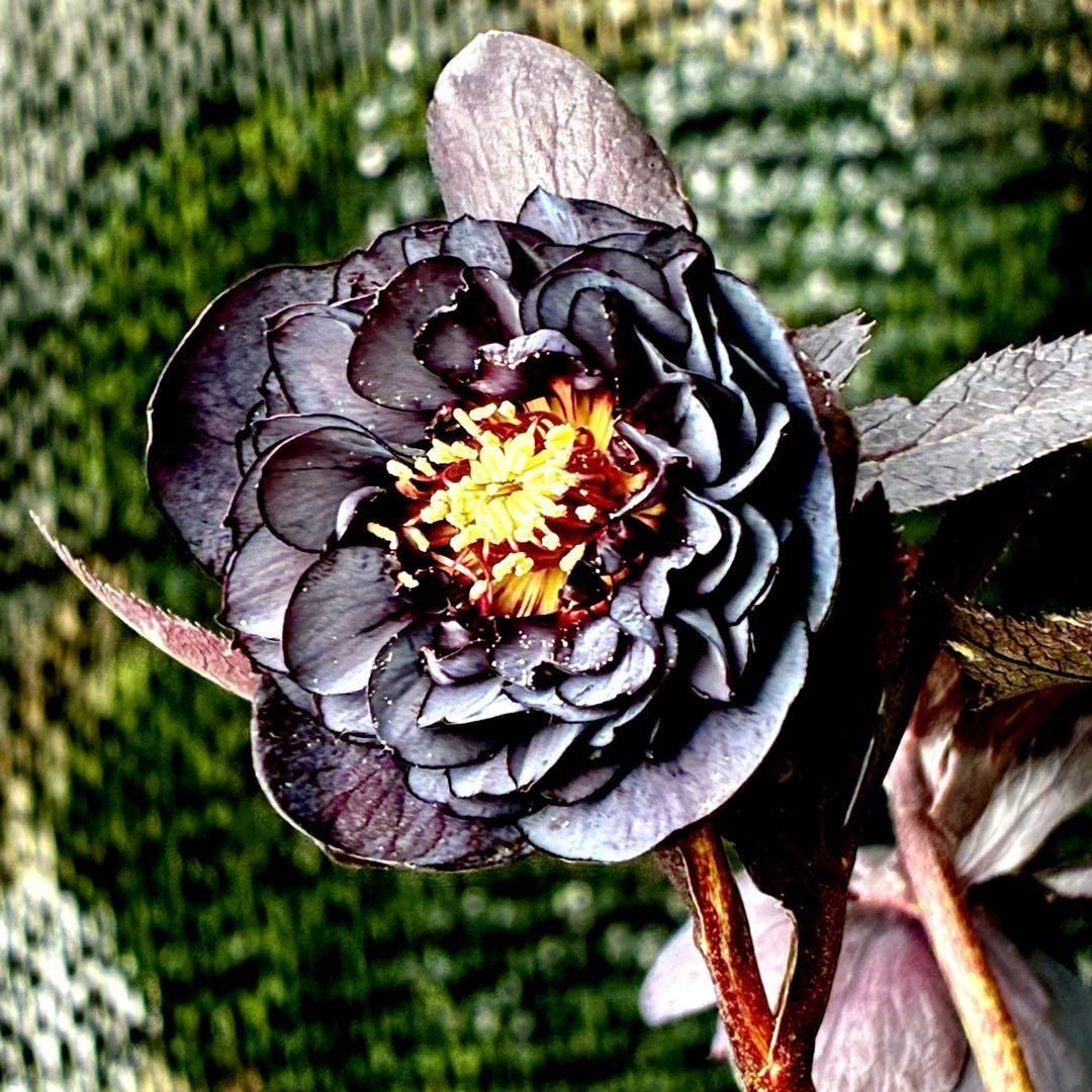 3708☘️超キラッキラン☘️ブラックマジック系☘️⭐️キラキラテカテカ黒⭐️多弁⭐️広瀬