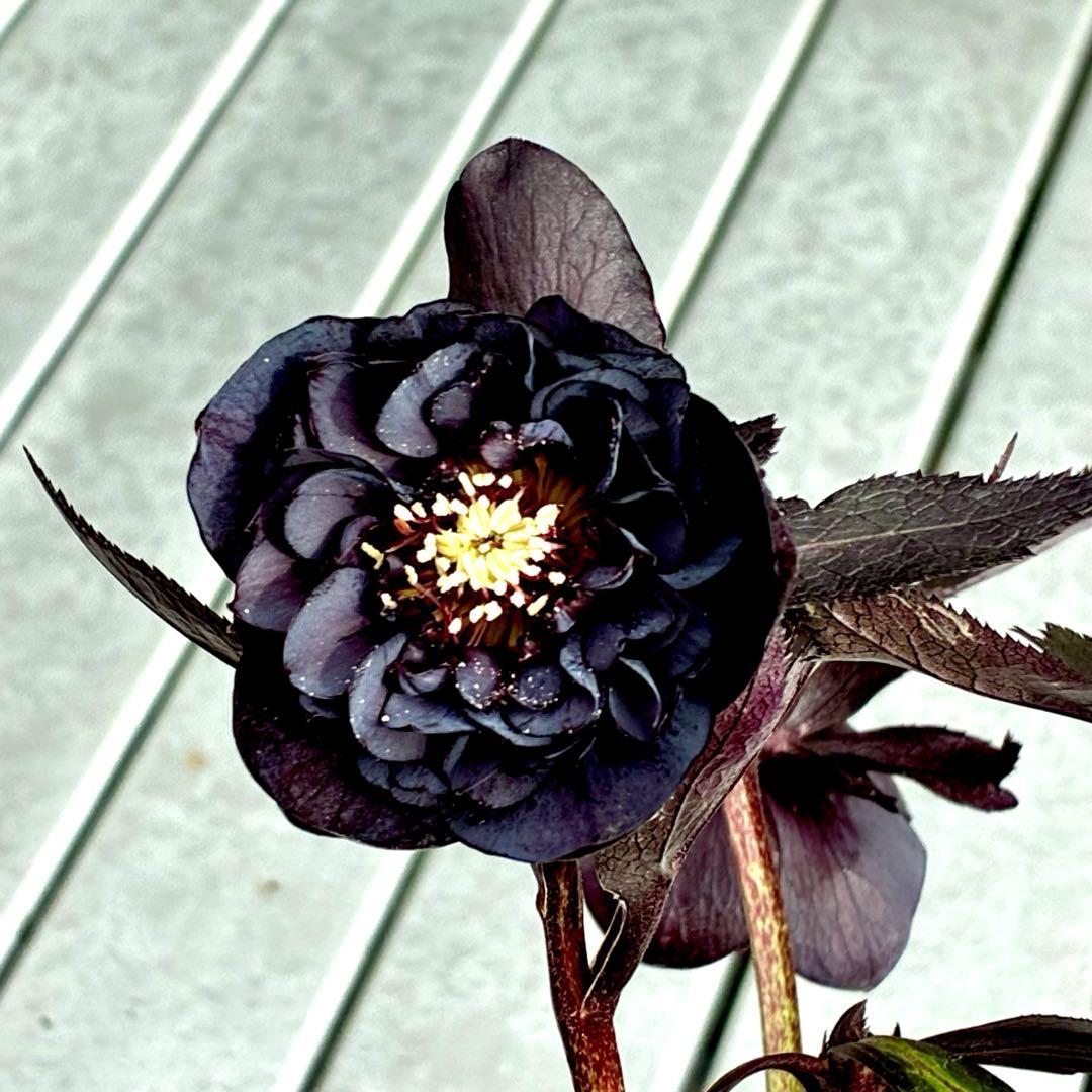 3708☘️超キラッキラン☘️ブラックマジック系☘️⭐️キラキラテカテカ黒⭐️多弁⭐️広瀬