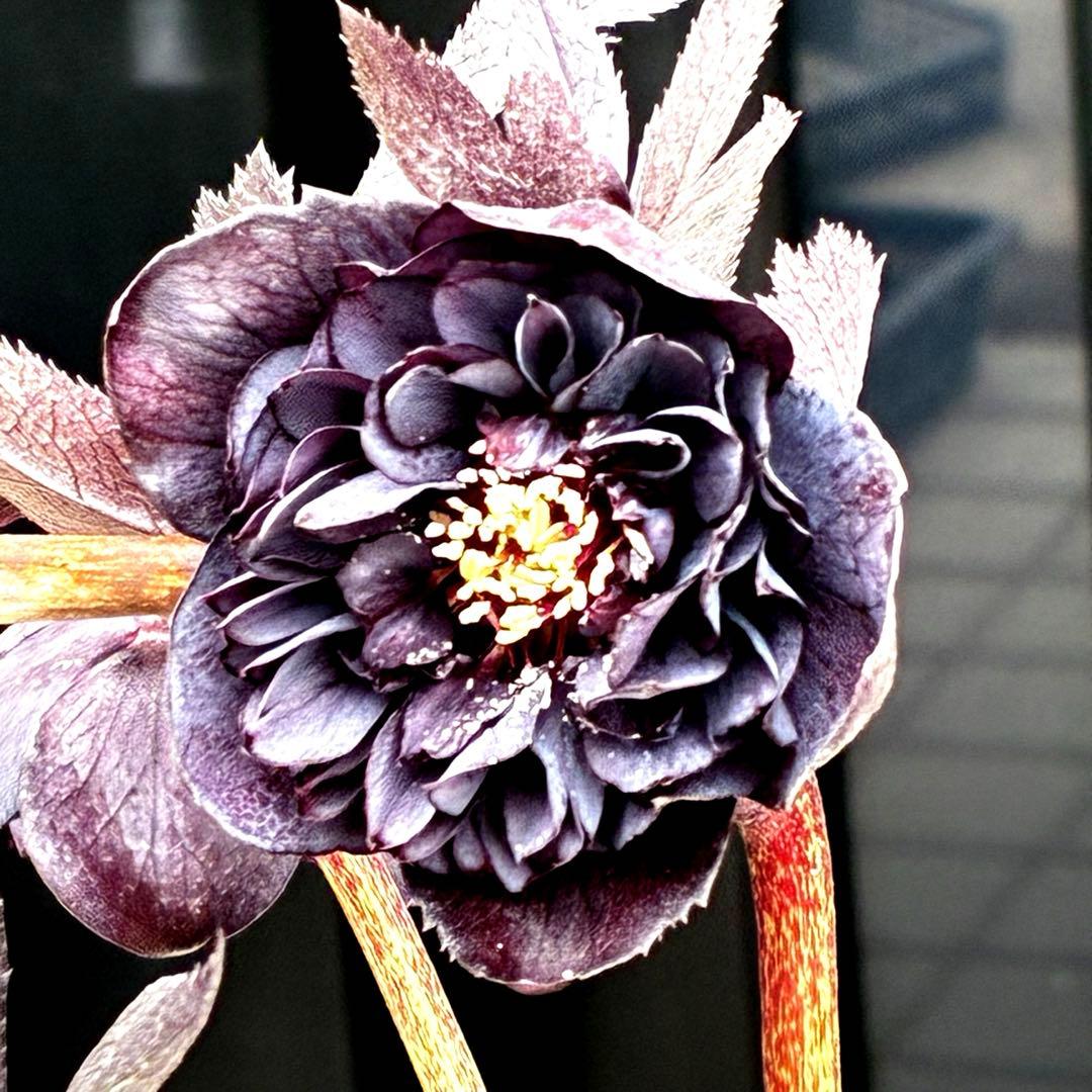 3708☘️超キラッキラン☘️ブラックマジック系☘️⭐️キラキラテカテカ黒⭐️多弁⭐️広瀬