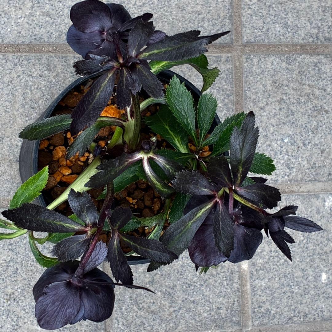 3708☘️超キラッキラン☘️ブラックマジック系☘️⭐️キラキラテカテカ黒⭐️多弁⭐️広瀬