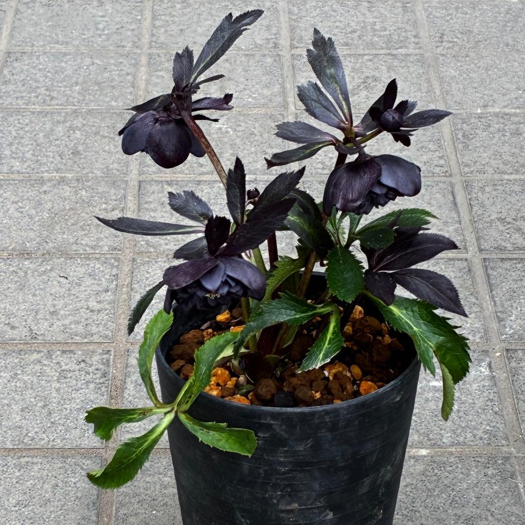 3708☘️超キラッキラン☘️ブラックマジック系☘️⭐️キラキラテカテカ黒⭐️多弁⭐️広瀬