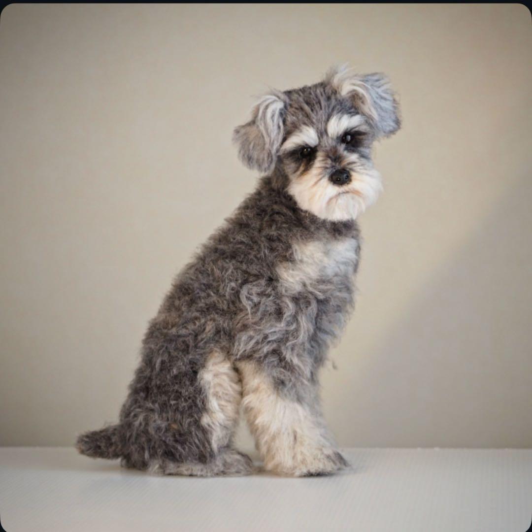 羊毛フェルト　シュナウザー　振り返りお座り　犬　トリミング前　一点物