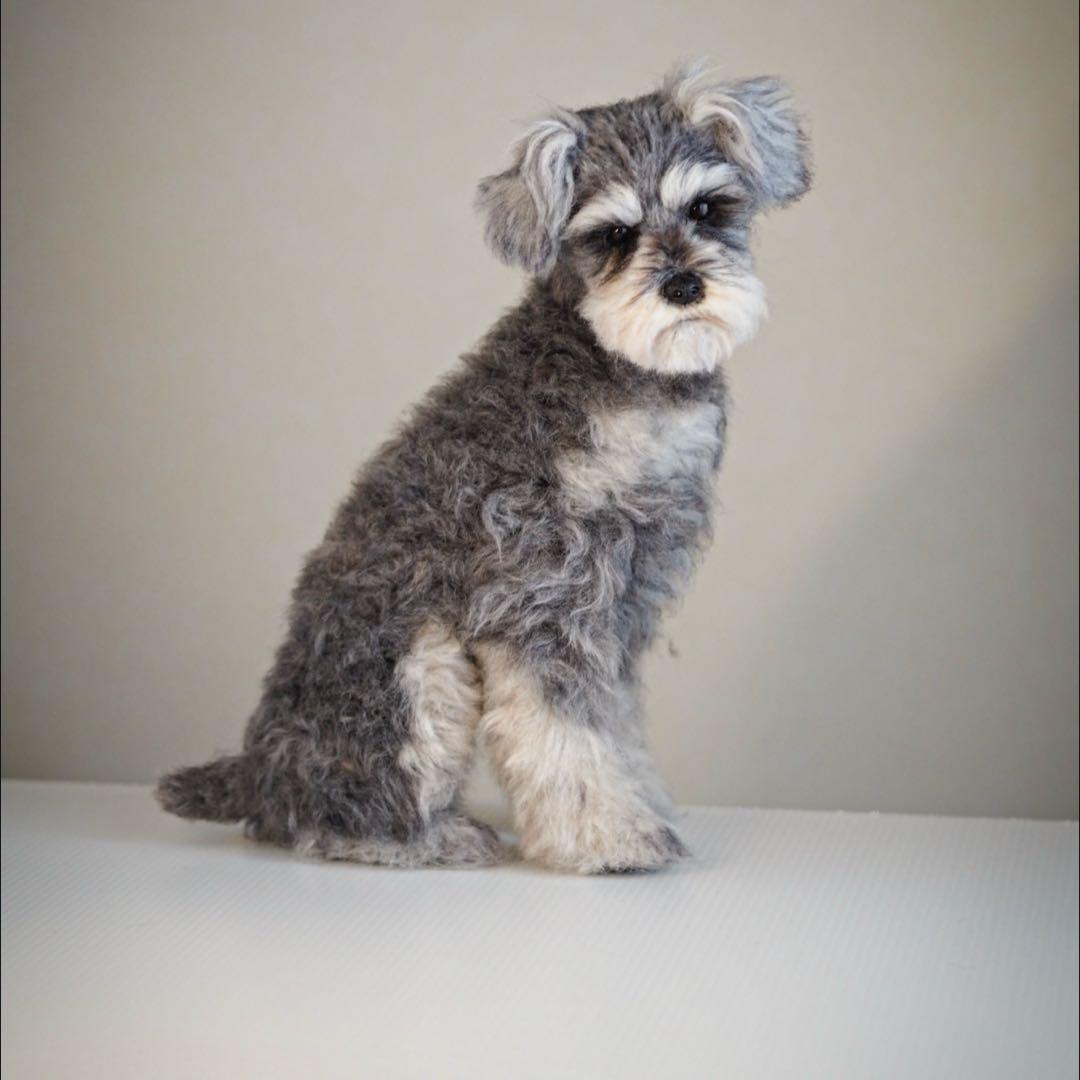 羊毛フェルト　シュナウザー　振り返りお座り　犬　トリミング前　一点物