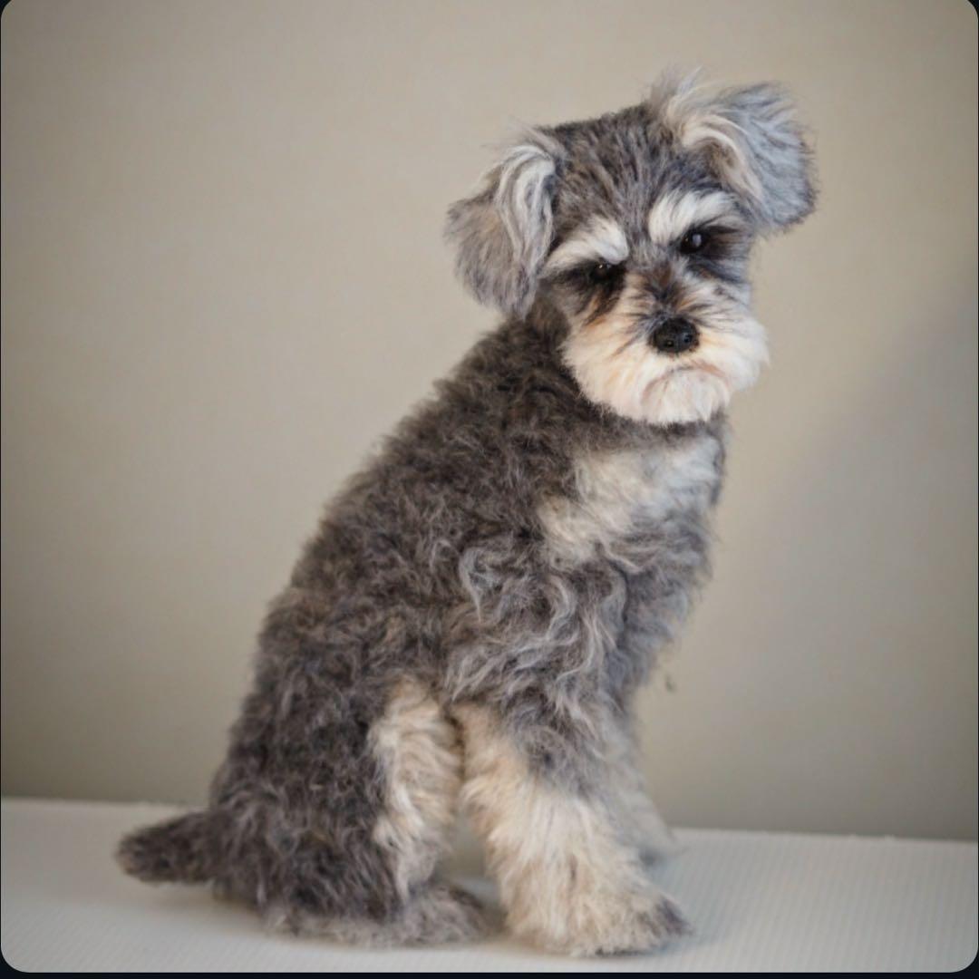 羊毛フェルト　シュナウザー　振り返りお座り　犬　トリミング前　一点物