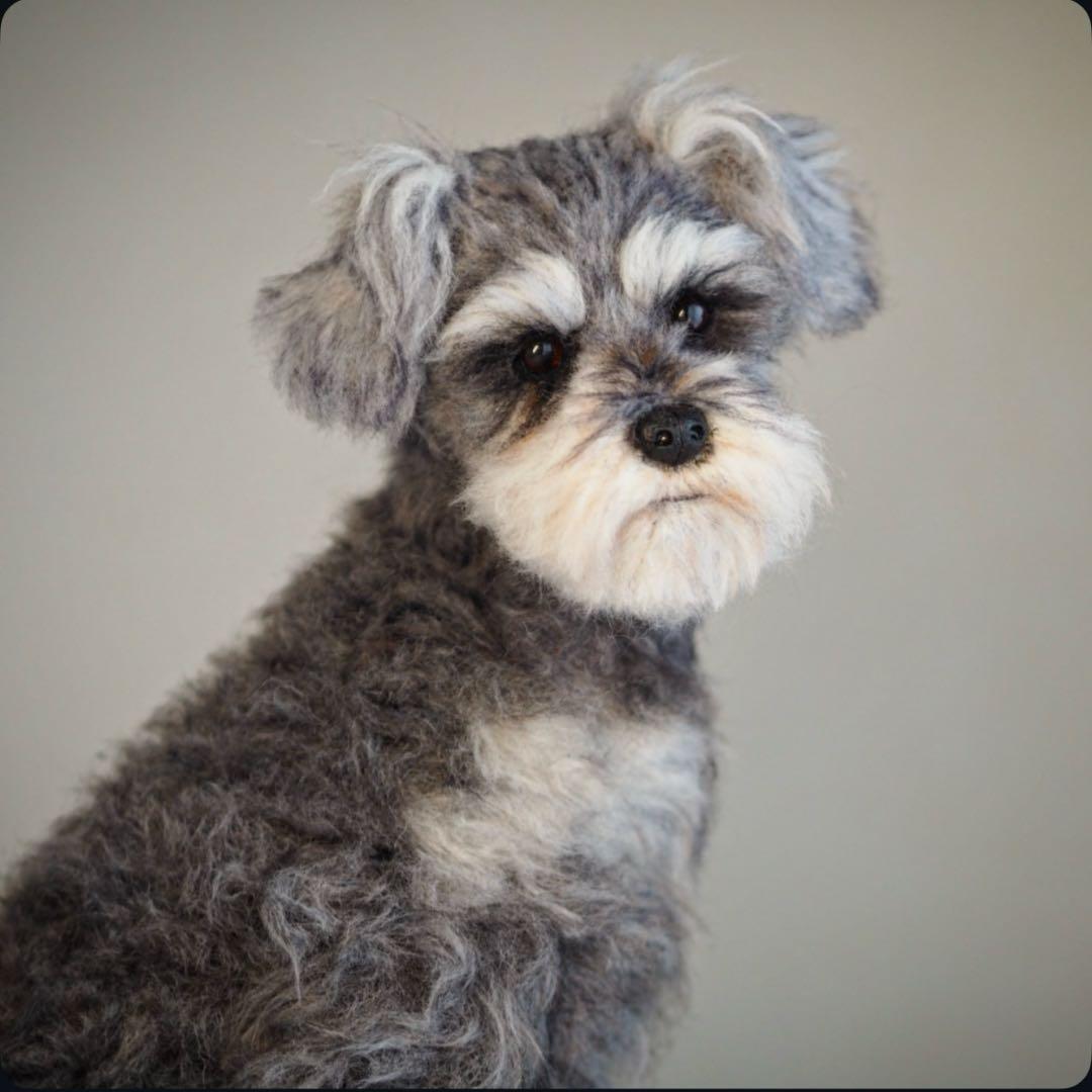 羊毛フェルト　シュナウザー　振り返りお座り　犬　トリミング前　一点物