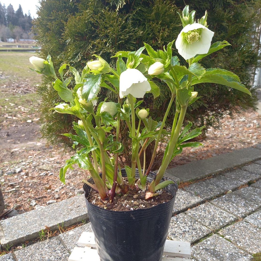 爽やか♪眩しいホワイト♪セミダブルクリスマスローズ、大苗、開花株