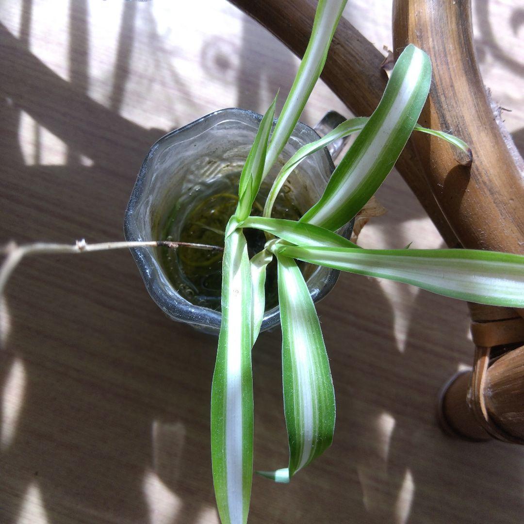 ミニ観葉植物