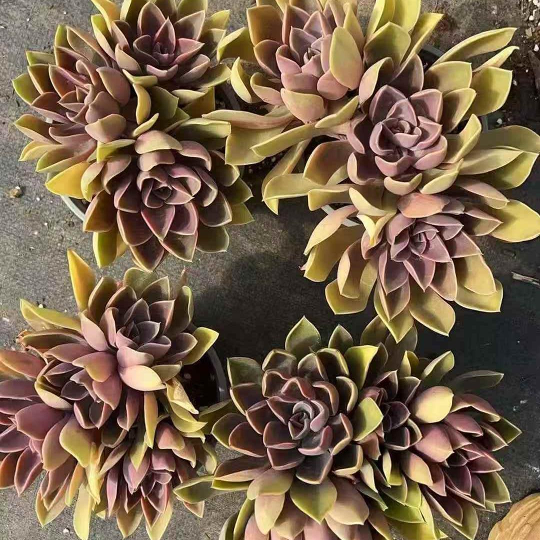 Top【選抜株】多肉植物　261021ジョーンズ　10個　鉢無し/脱土