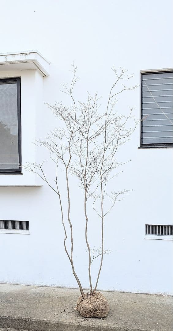 極美の2.7m。山採りドウダンツツジ。