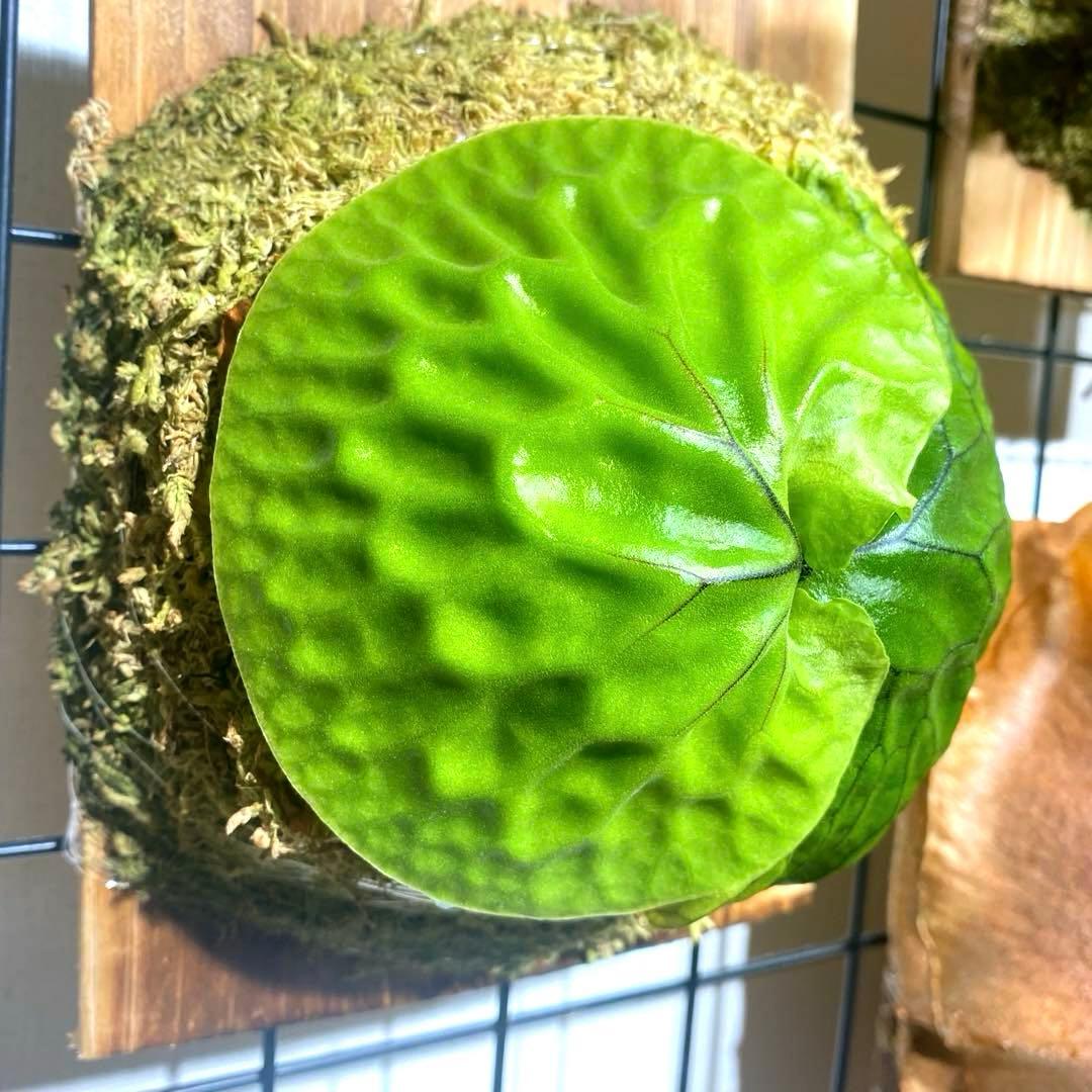 マダガスカリエンセ板付け 胞子培養株