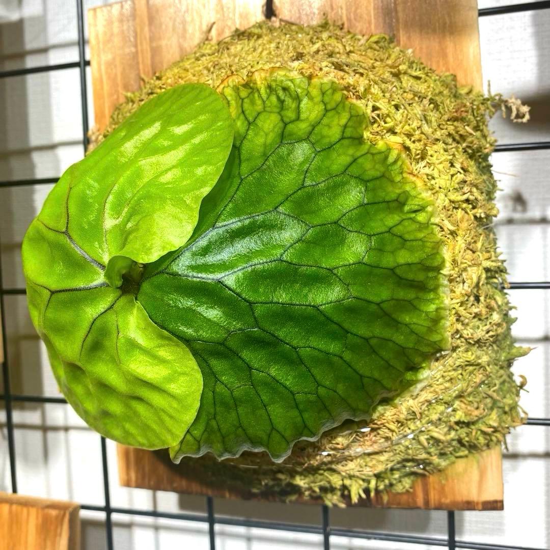マダガスカリエンセ板付け 胞子培養株