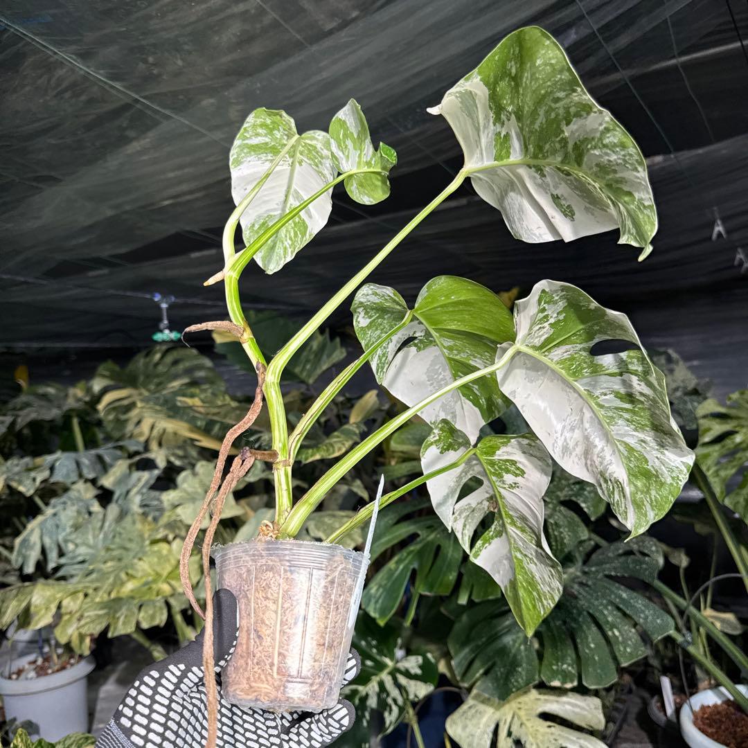 XQ4 モンステラ　ボルギシアナ　アルボ　ホワイトタイガー白斑　健康カット苗