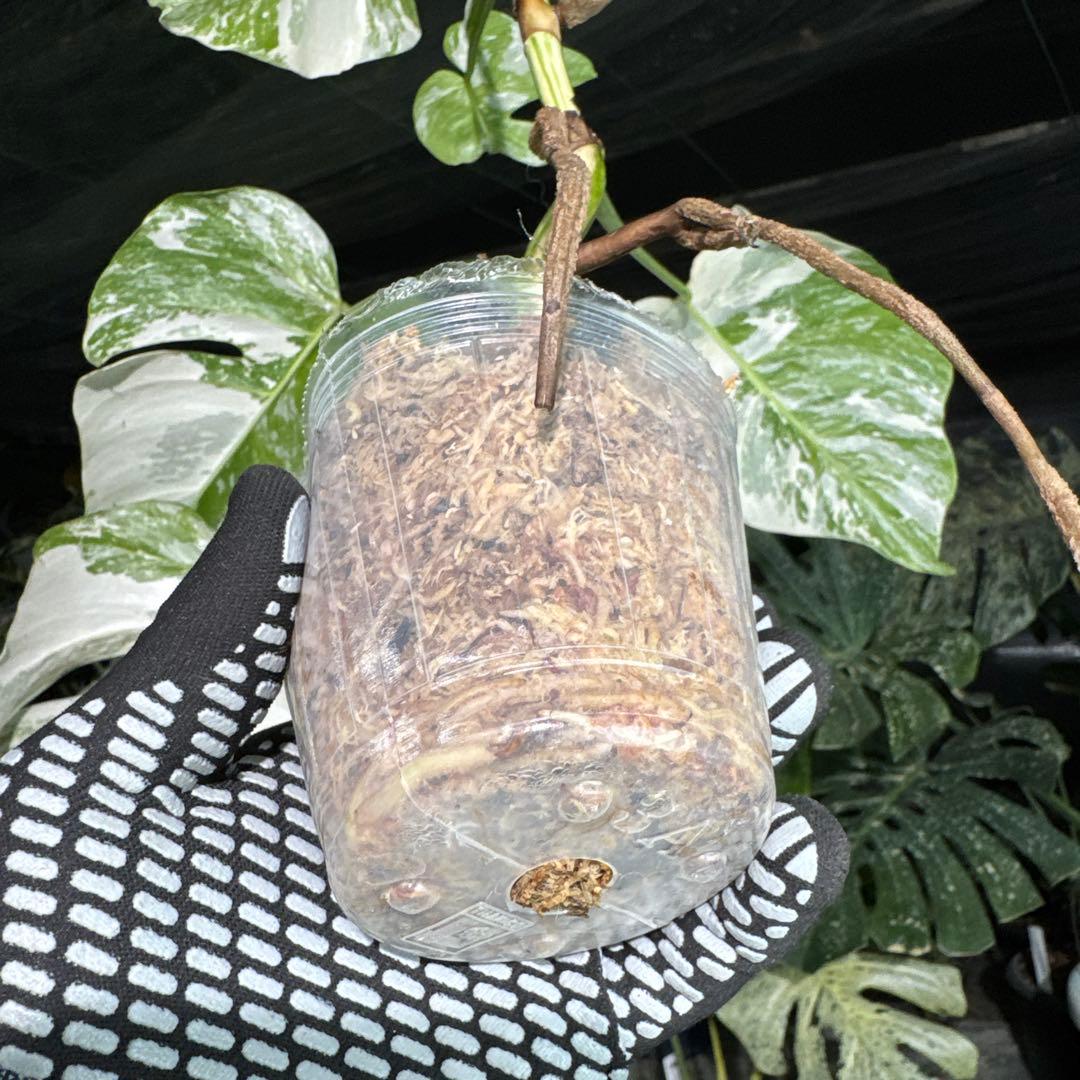 XQ4 モンステラ　ボルギシアナ　アルボ　ホワイトタイガー白斑　健康カット苗