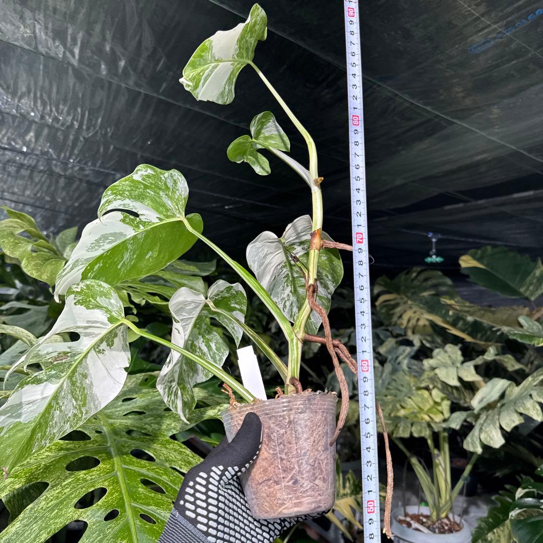 XQ4 モンステラ　ボルギシアナ　アルボ　ホワイトタイガー白斑　健康カット苗