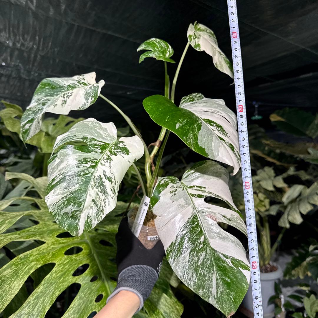 XQ4 モンステラ　ボルギシアナ　アルボ　ホワイトタイガー白斑　健康カット苗