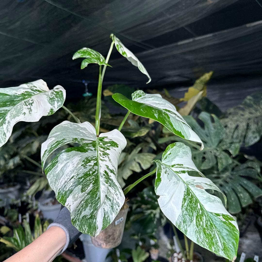 XQ4 モンステラ　ボルギシアナ　アルボ　ホワイトタイガー白斑　健康カット苗
