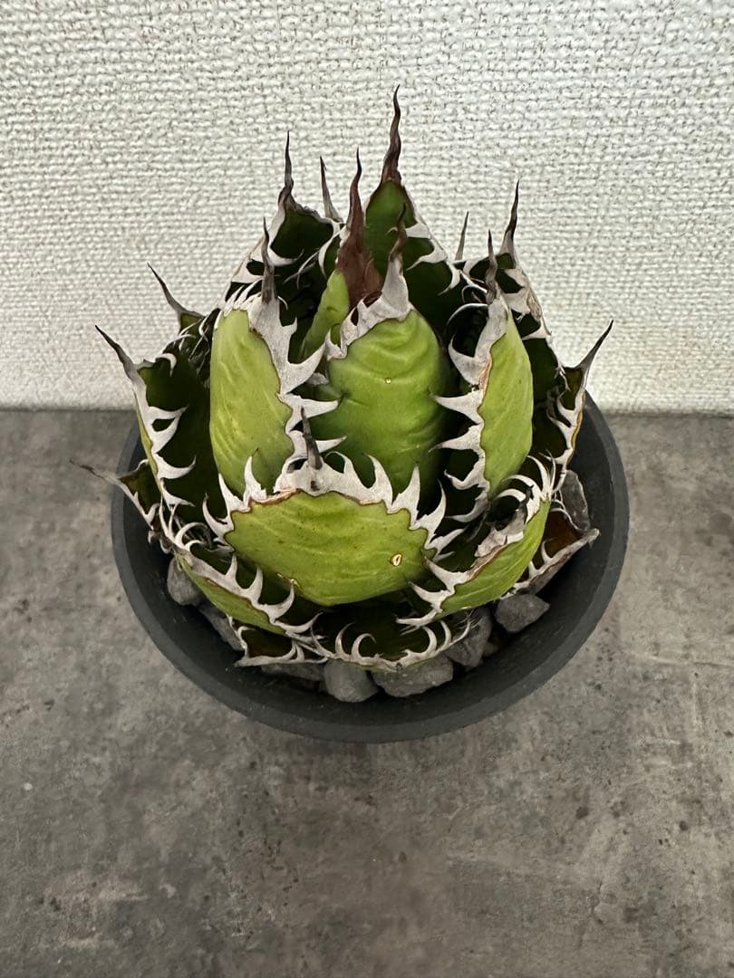 アガベ ホリダ　鉢ごと発送