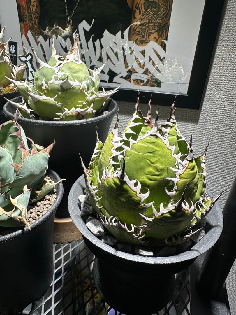 アガベ ホリダ　鉢ごと発送