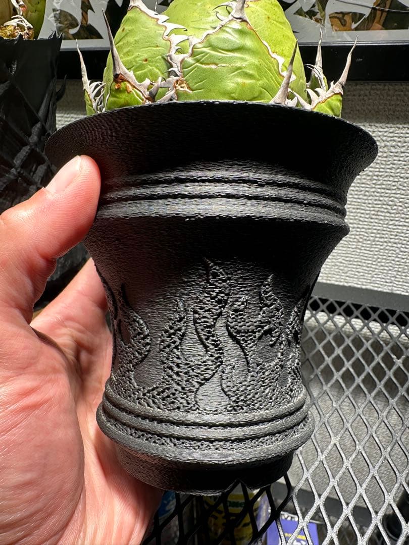 アガベ ホリダ　鉢ごと発送