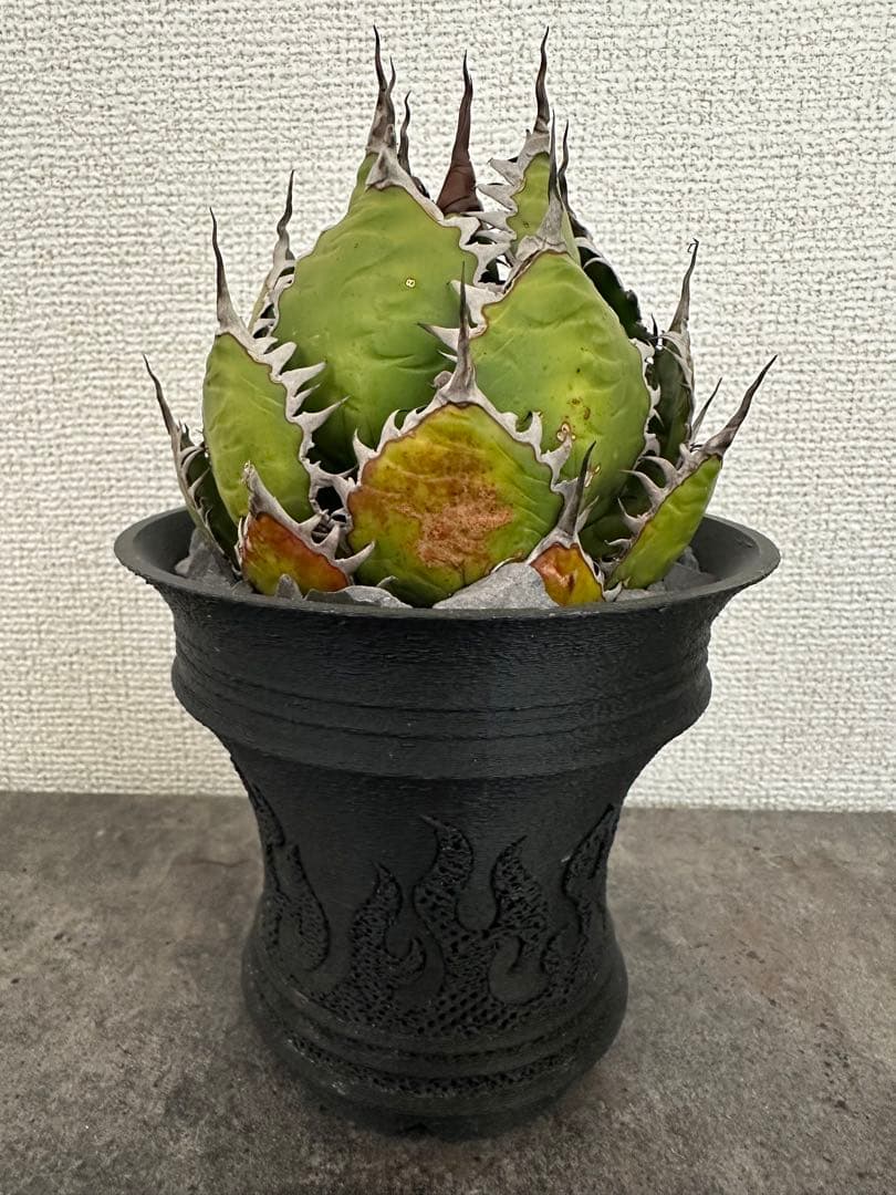 アガベ ホリダ　鉢ごと発送