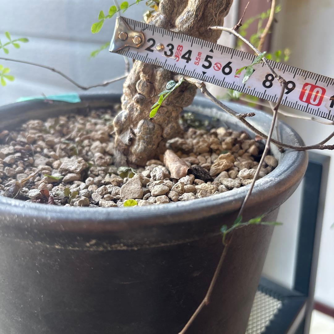 塊根植物 ゴツゴツした幹　パキプス　デカリー　実生