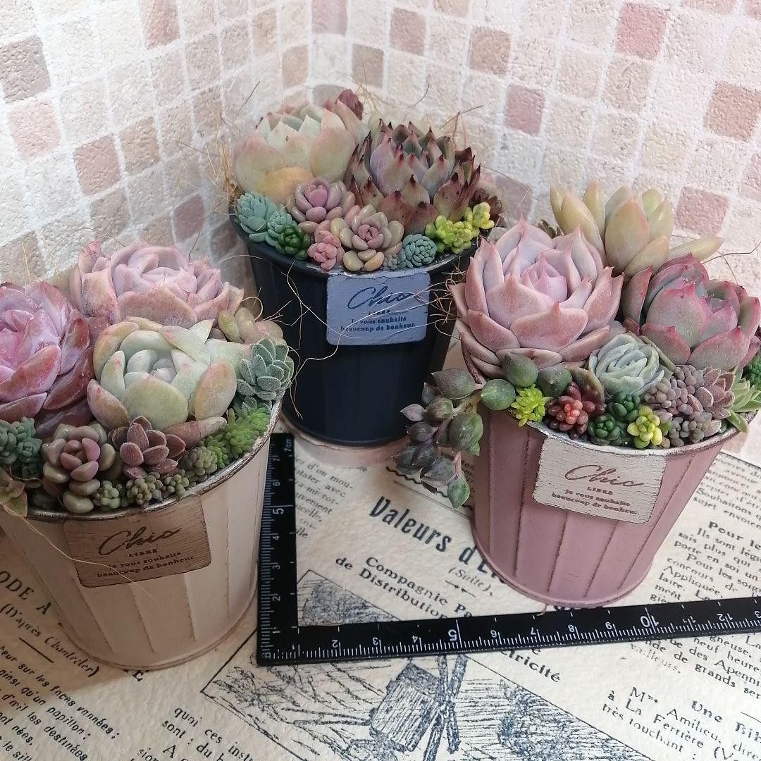 アンティーク風ブリキ缶寄せ*そのまま飾れる多肉植物の寄せ