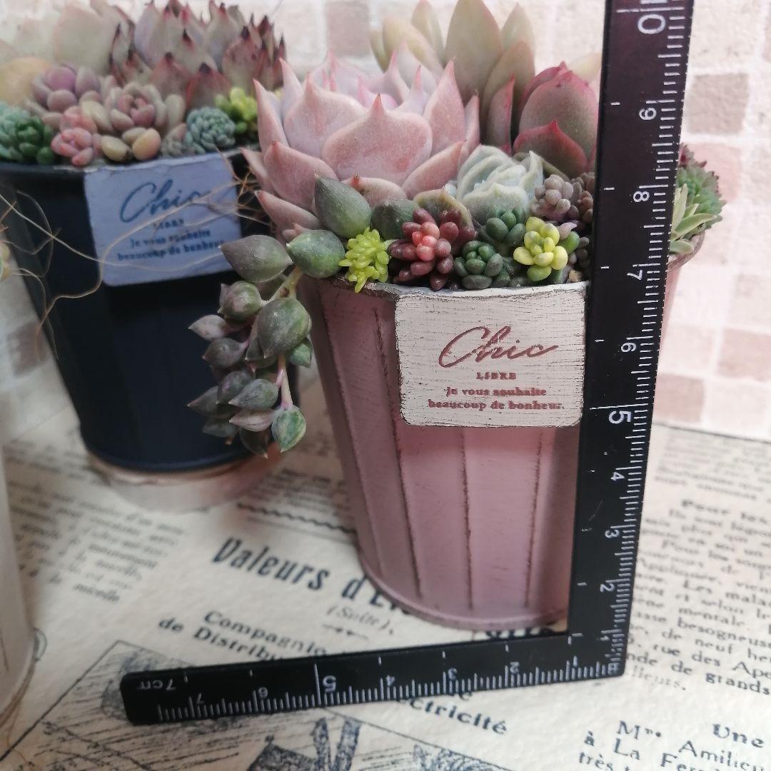 アンティーク風ブリキ缶寄せ*そのまま飾れる多肉植物の寄せ