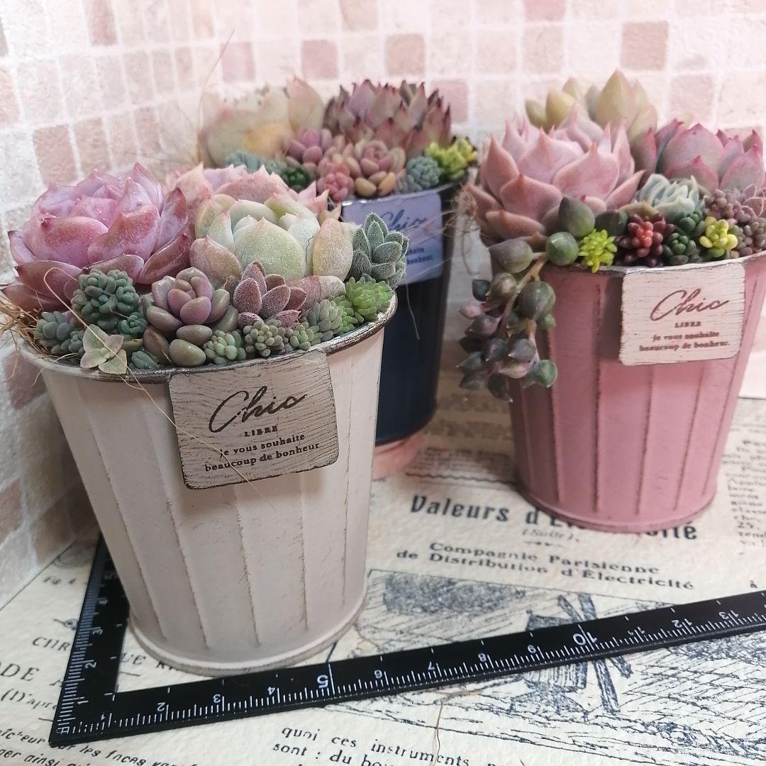 アンティーク風ブリキ缶寄せ*そのまま飾れる多肉植物の寄せ