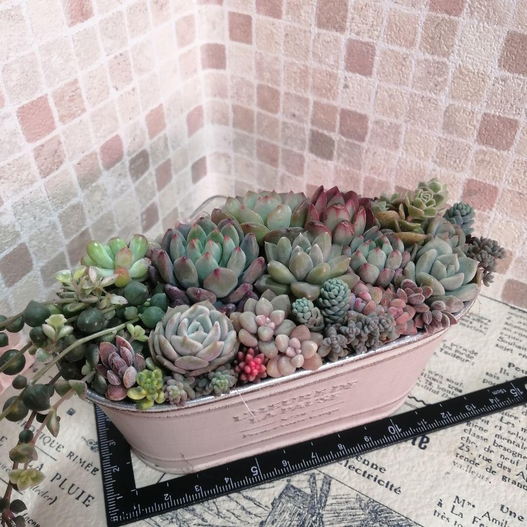 アンティーク風ブリキ缶寄せ*そのまま飾れる多肉植物の寄せ