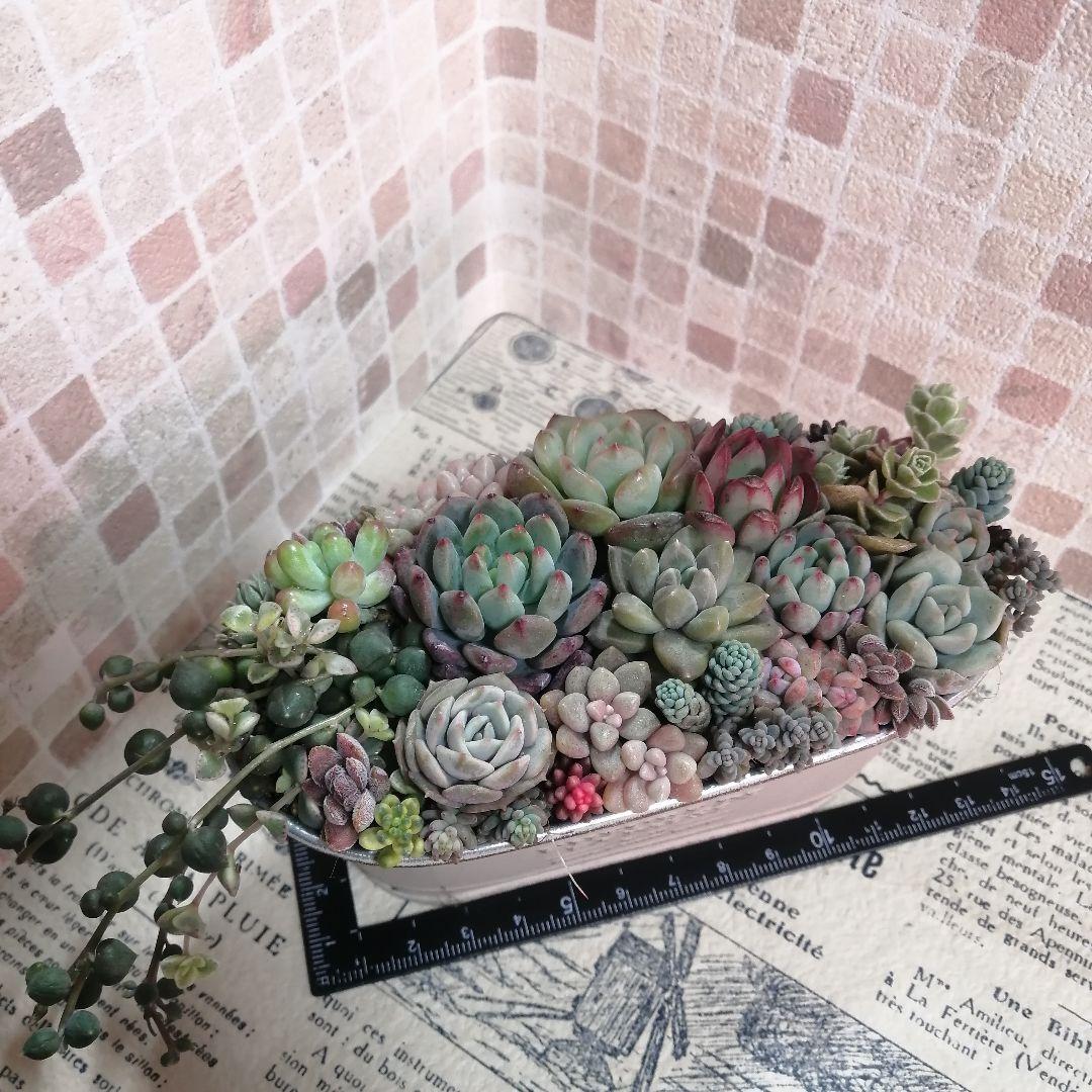 アンティーク風ブリキ缶寄せ*そのまま飾れる多肉植物の寄せ