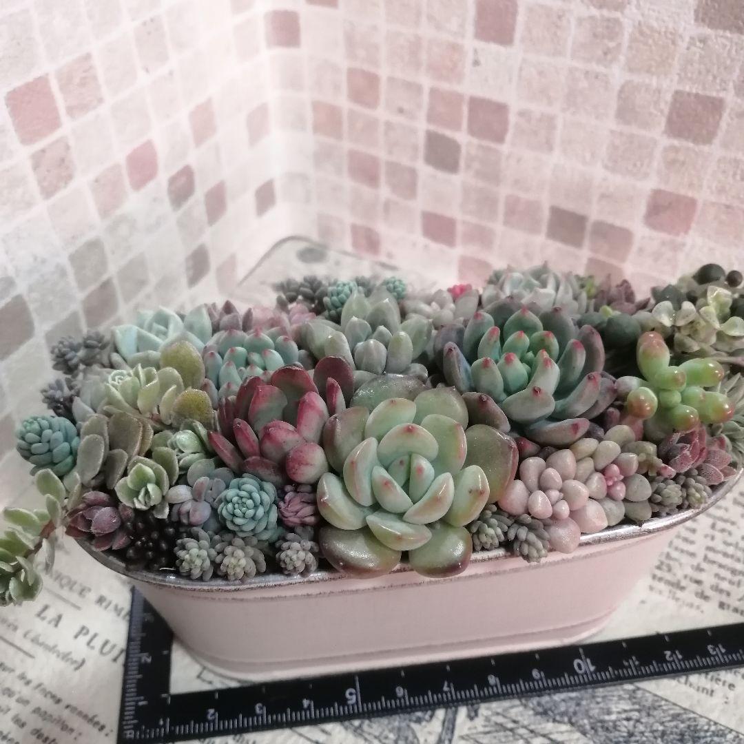 アンティーク風ブリキ缶寄せ*そのまま飾れる多肉植物の寄せ