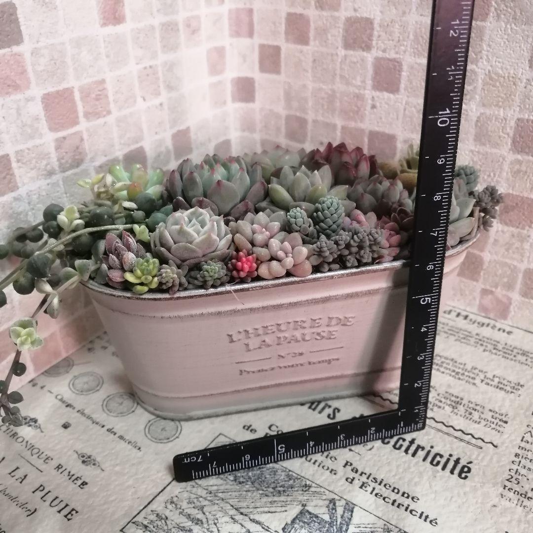 アンティーク風ブリキ缶寄せ*そのまま飾れる多肉植物の寄せ