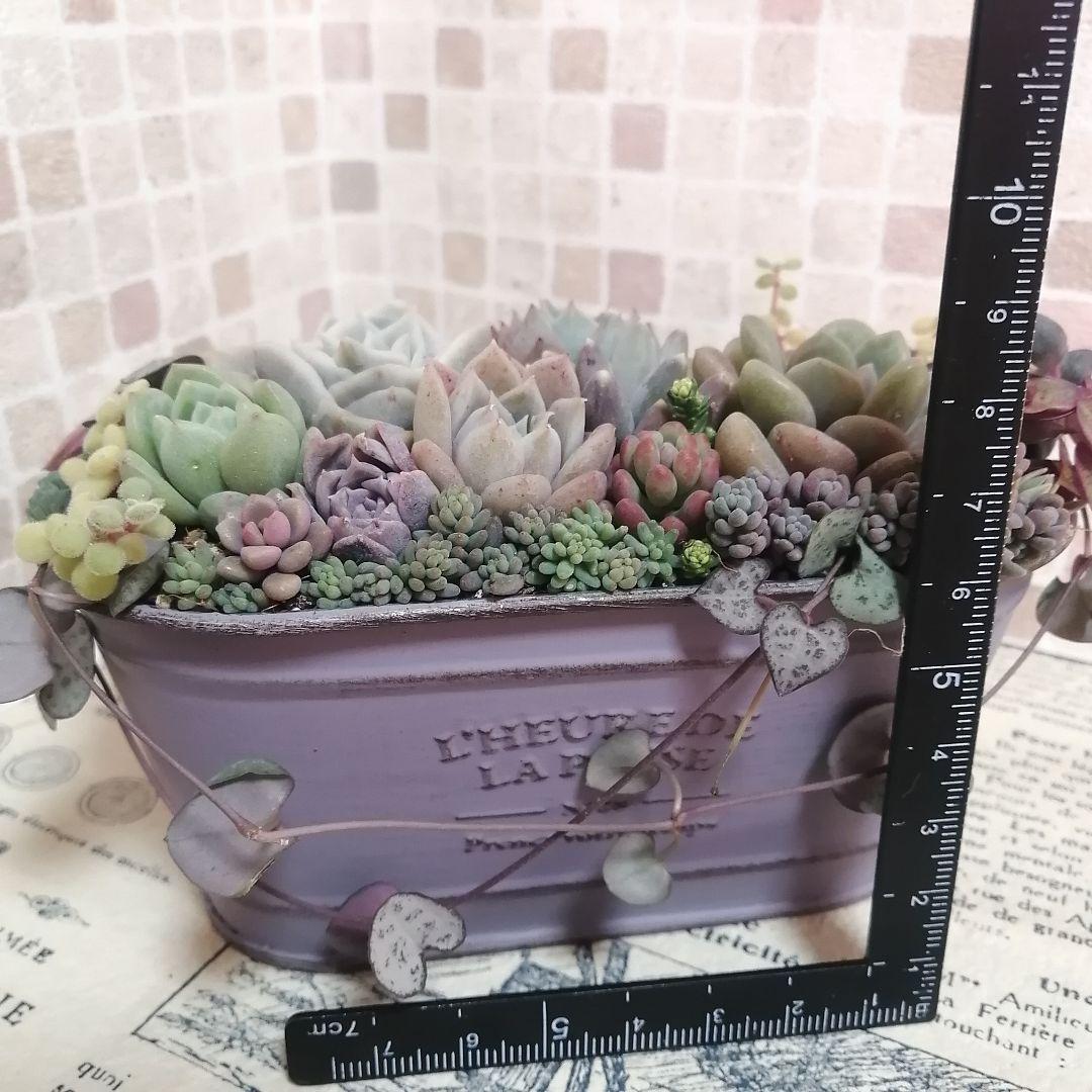アンティーク風ブリキ缶寄せ*そのまま飾れる多肉植物の寄せ