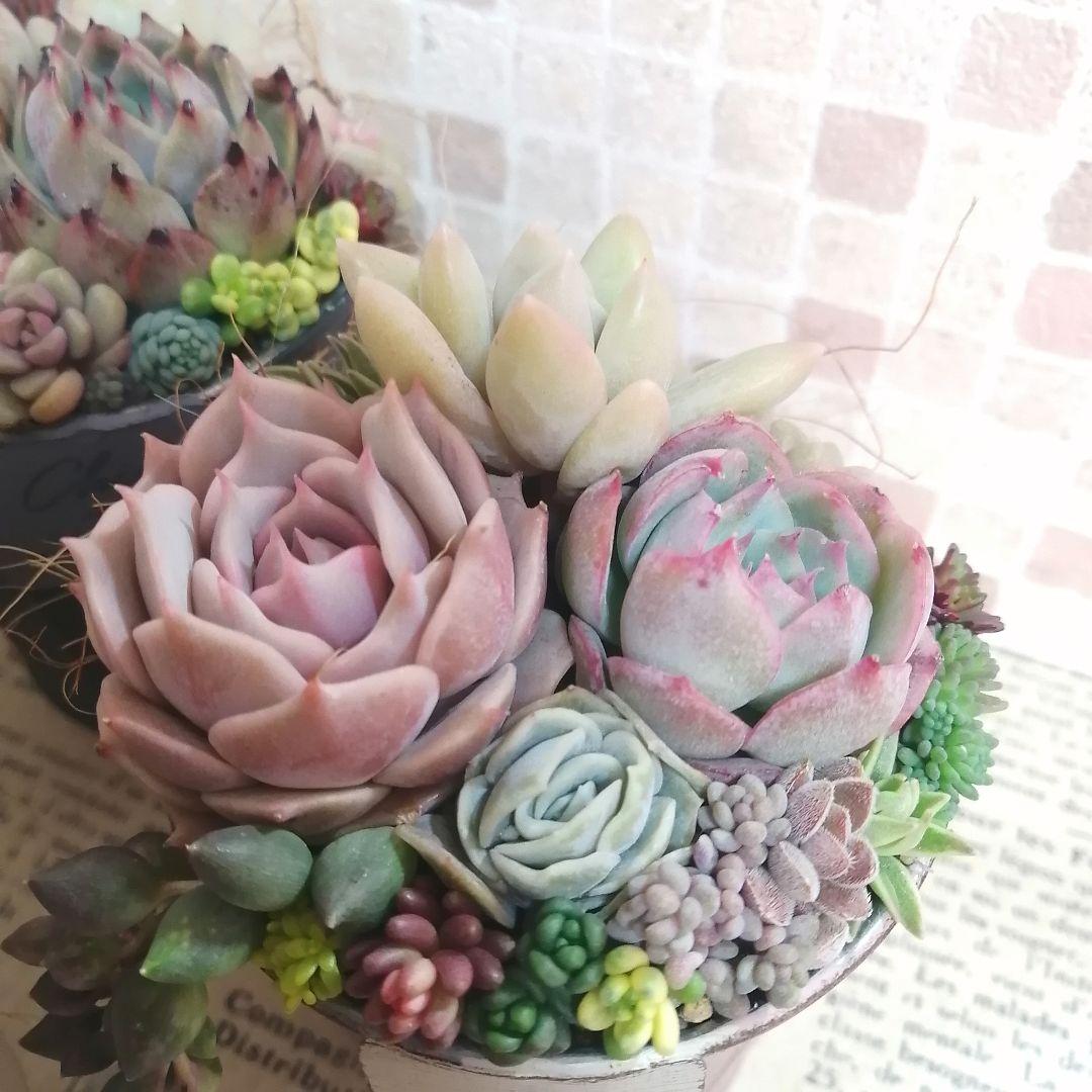 アンティーク風ブリキ缶寄せ*そのまま飾れる多肉植物の寄せ