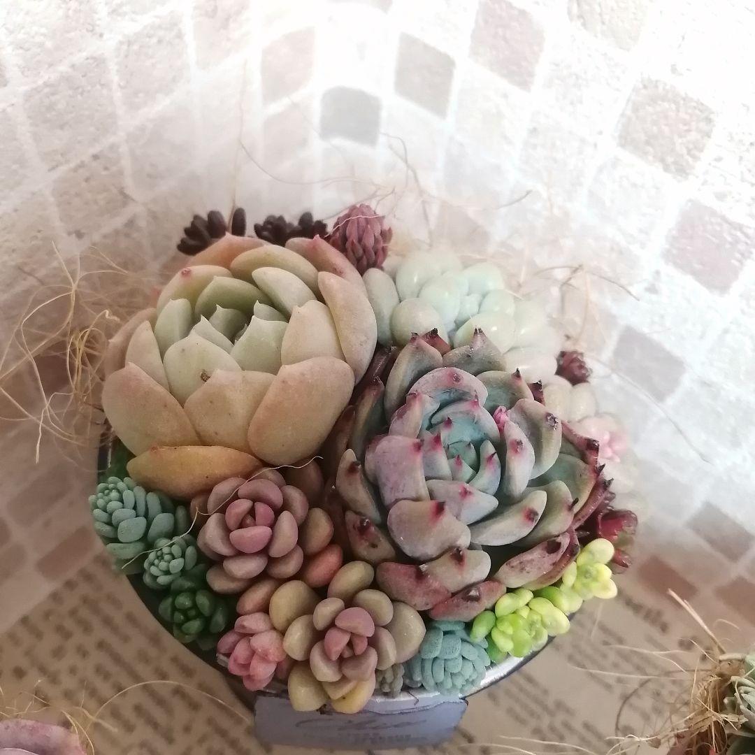 アンティーク風ブリキ缶寄せ*そのまま飾れる多肉植物の寄せ