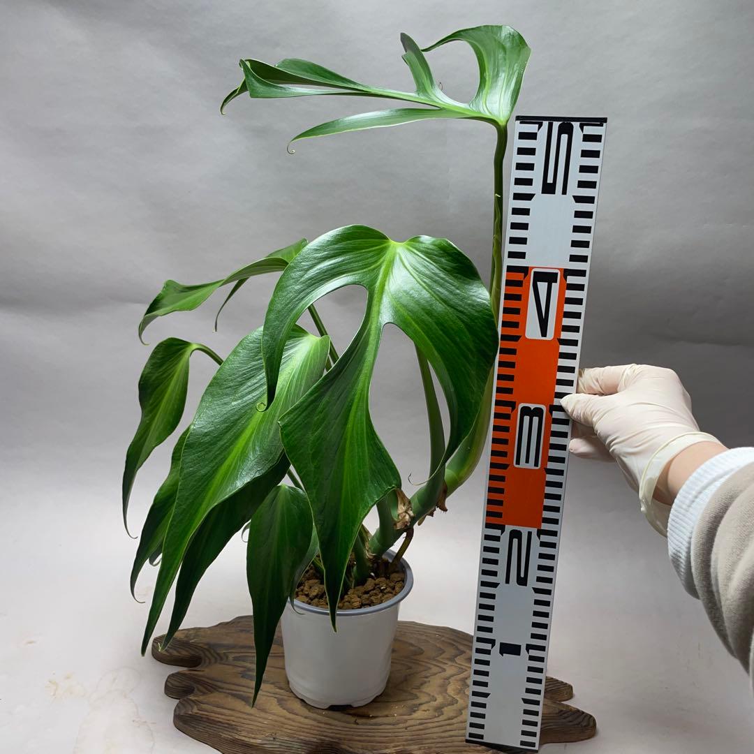 T*L様 Q129 L013モンステラ バールマルクスフレーム