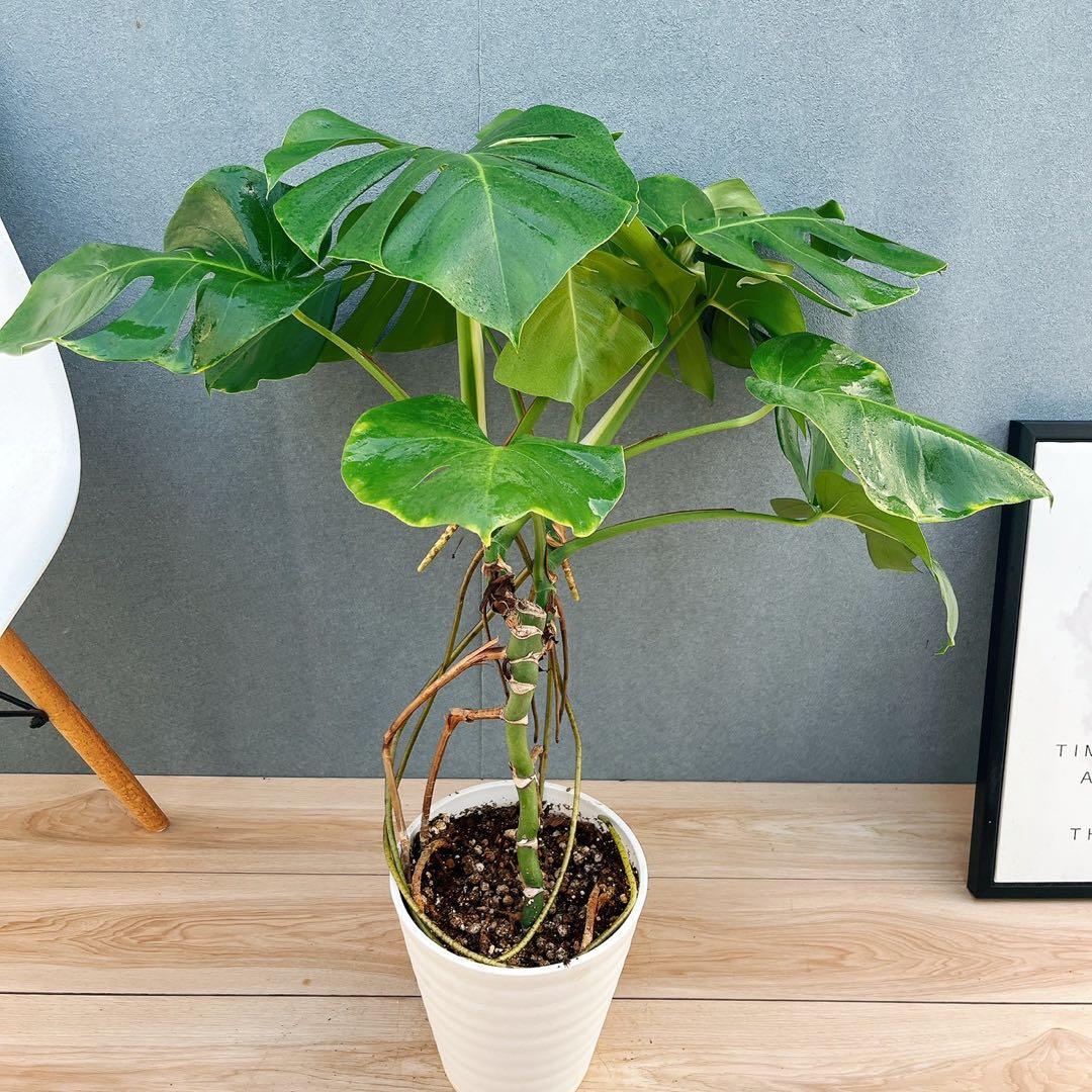 ［現品］A8 モンステラ　ボルシギアナ　幹上がり　8号　観葉植物　室内　大型
