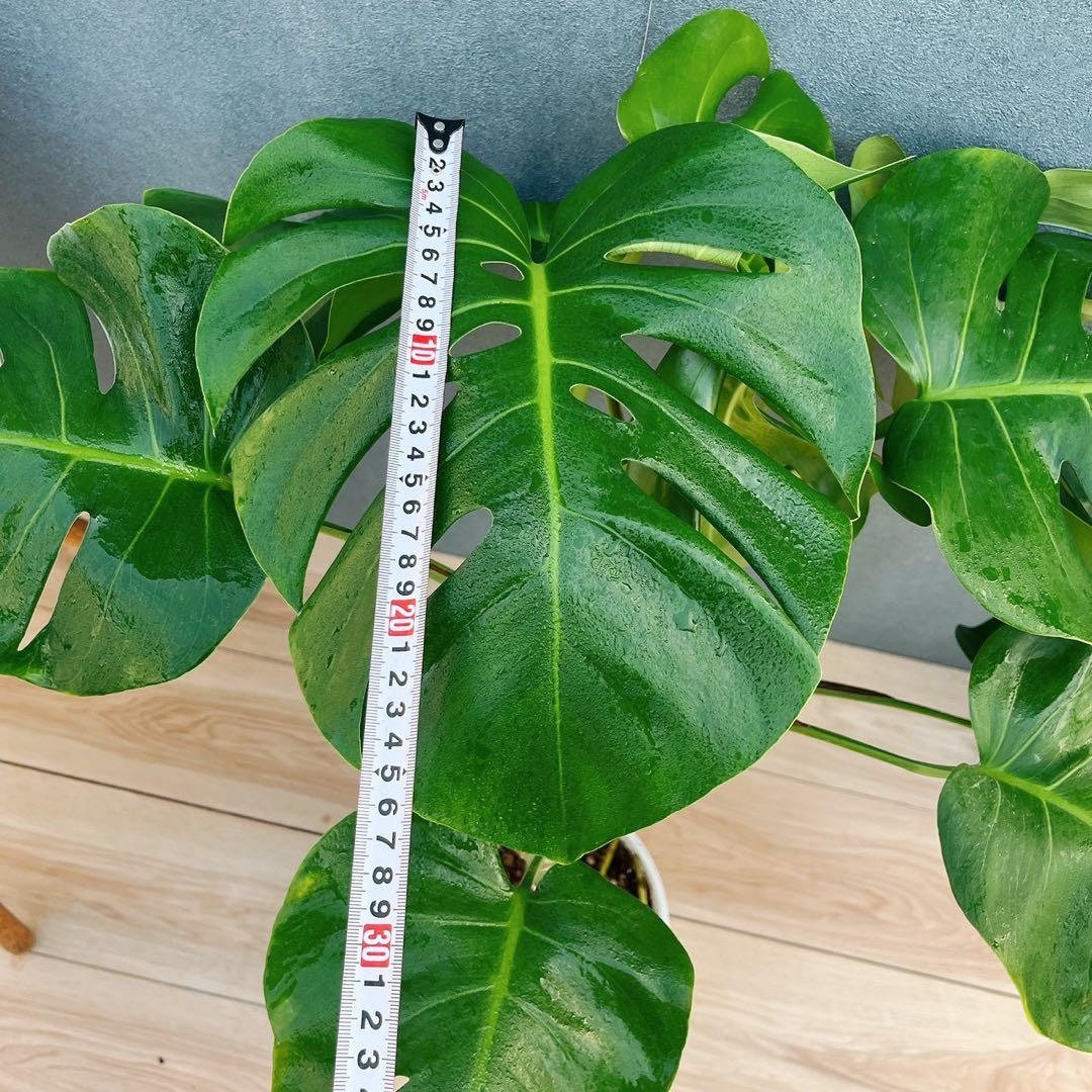 ［現品］A8 モンステラ　ボルシギアナ　幹上がり　8号　観葉植物　室内　大型