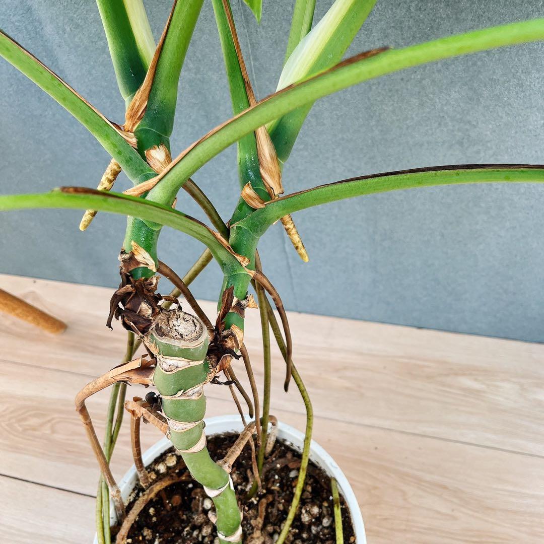 ［現品］A8 モンステラ　ボルシギアナ　幹上がり　8号　観葉植物　室内　大型