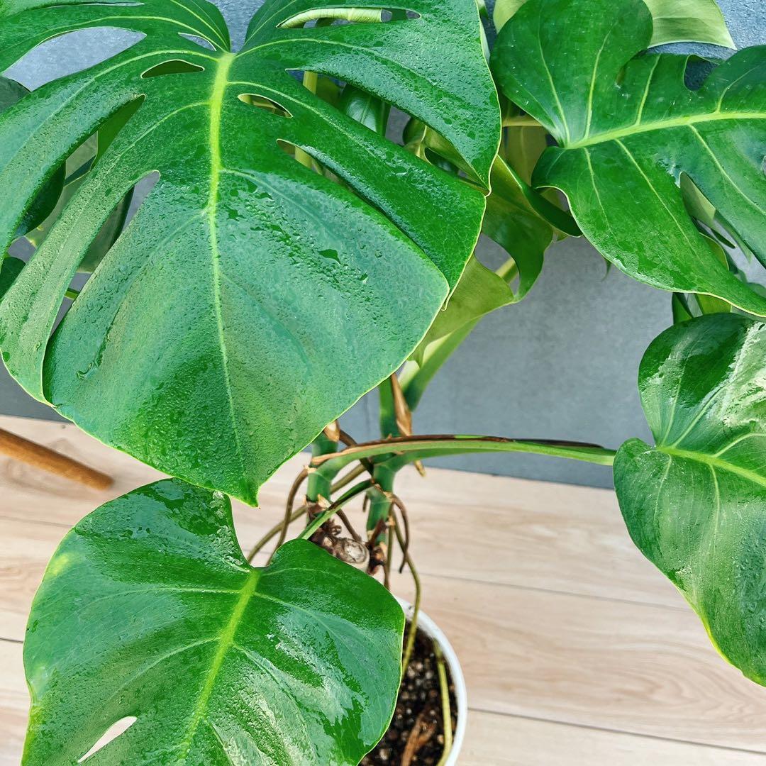 ［現品］A8 モンステラ　ボルシギアナ　幹上がり　8号　観葉植物　室内　大型