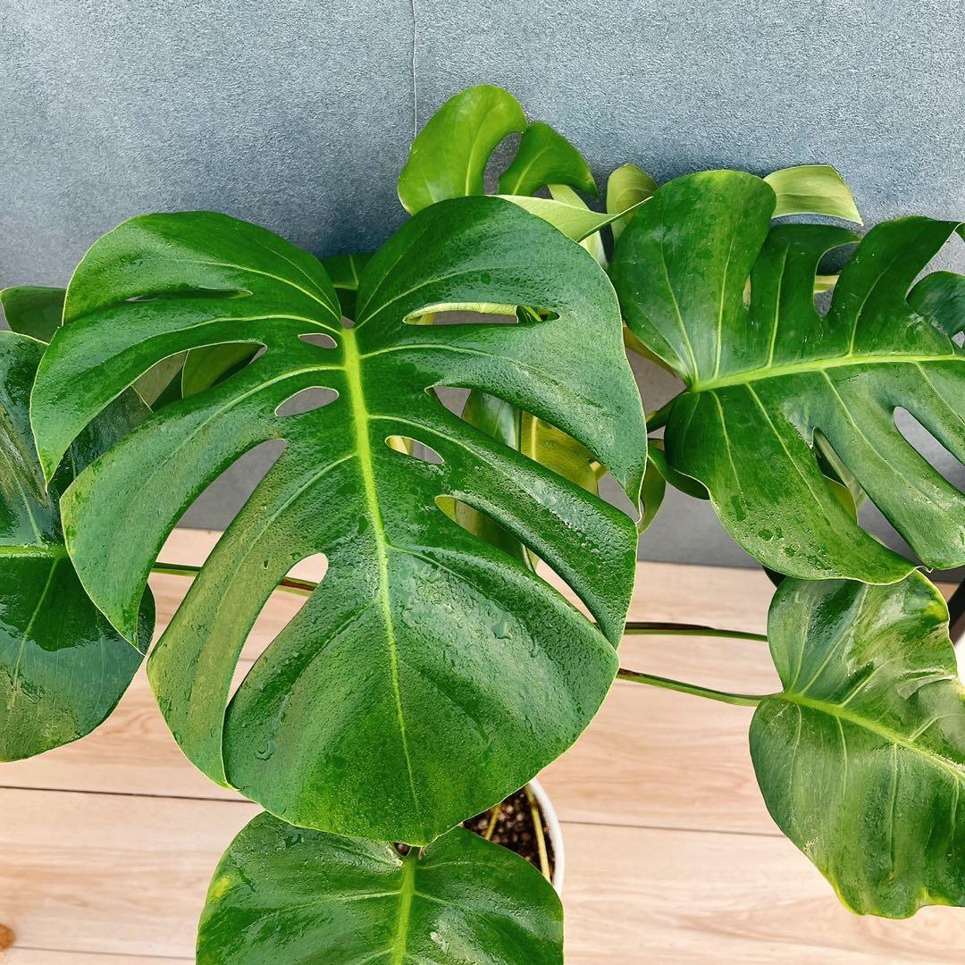 ［現品］A8 モンステラ　ボルシギアナ　幹上がり　8号　観葉植物　室内　大型