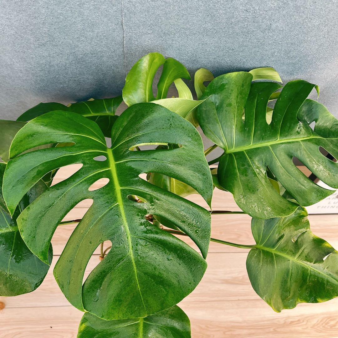 ［現品］A8 モンステラ　ボルシギアナ　幹上がり　8号　観葉植物　室内　大型