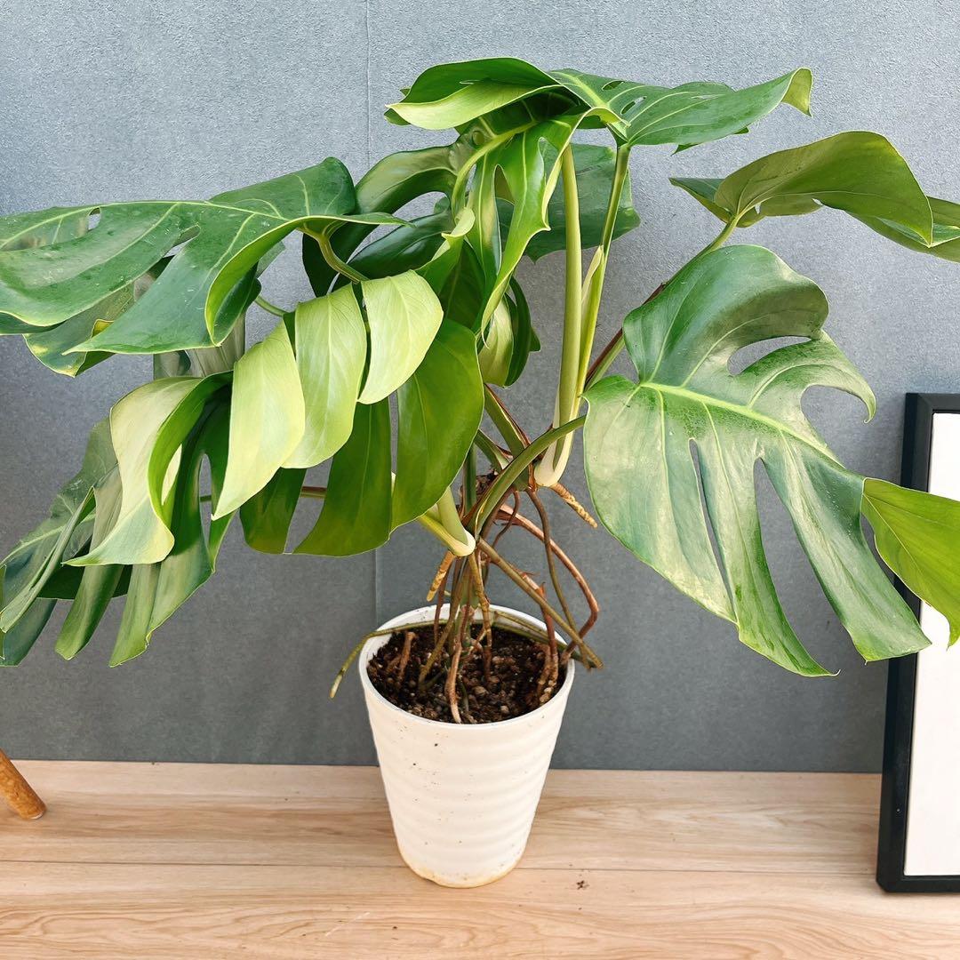 ［現品］A8 モンステラ　ボルシギアナ　幹上がり　8号　観葉植物　室内　大型