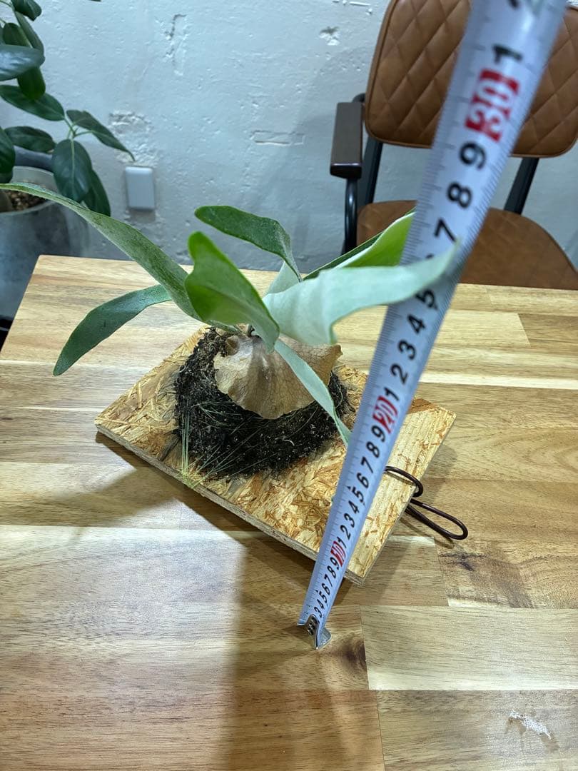 ビカクシダ　板付　ビーチー