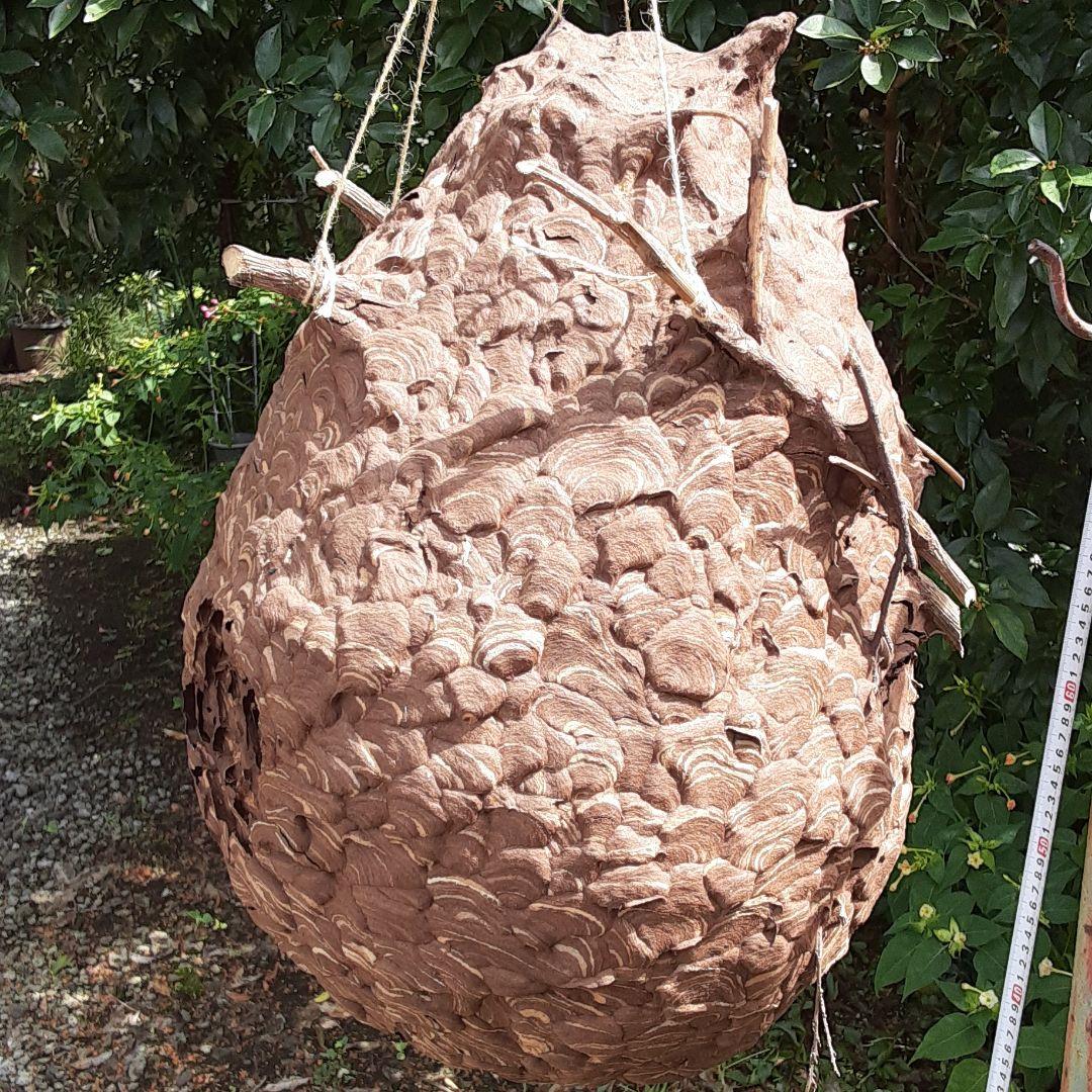 スズメバチの巣