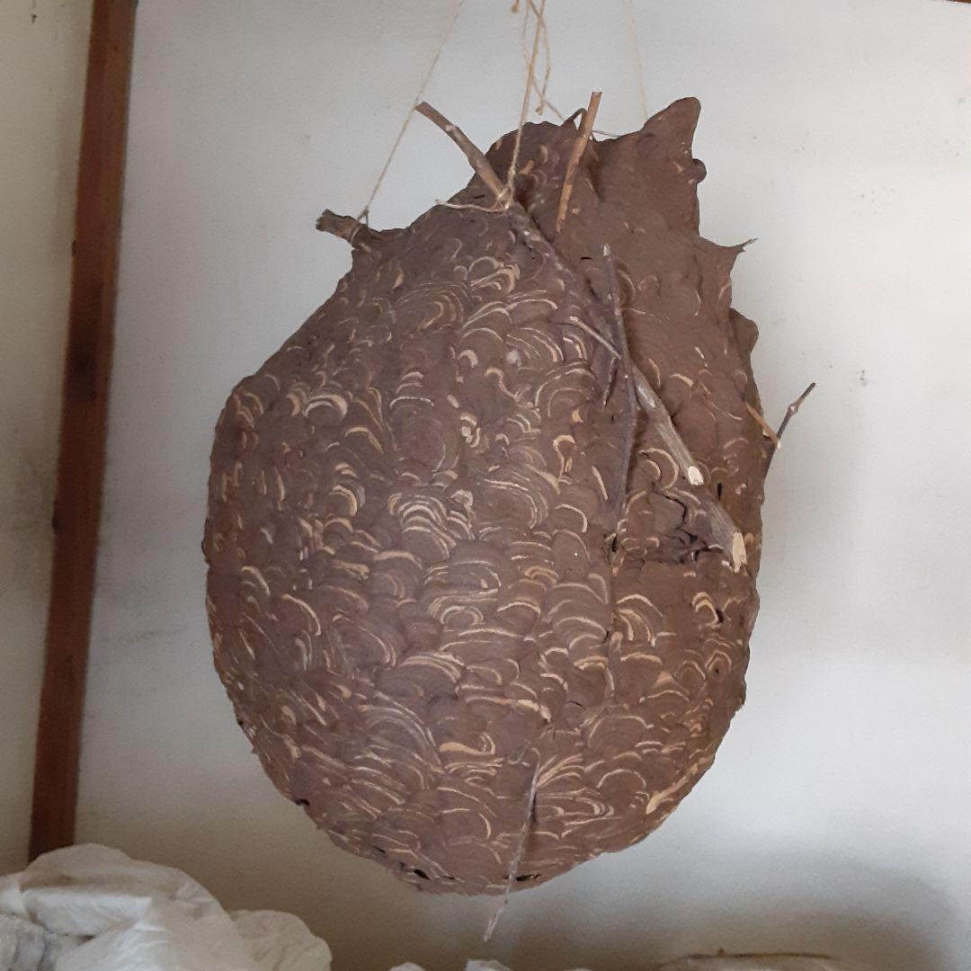 スズメバチの巣
