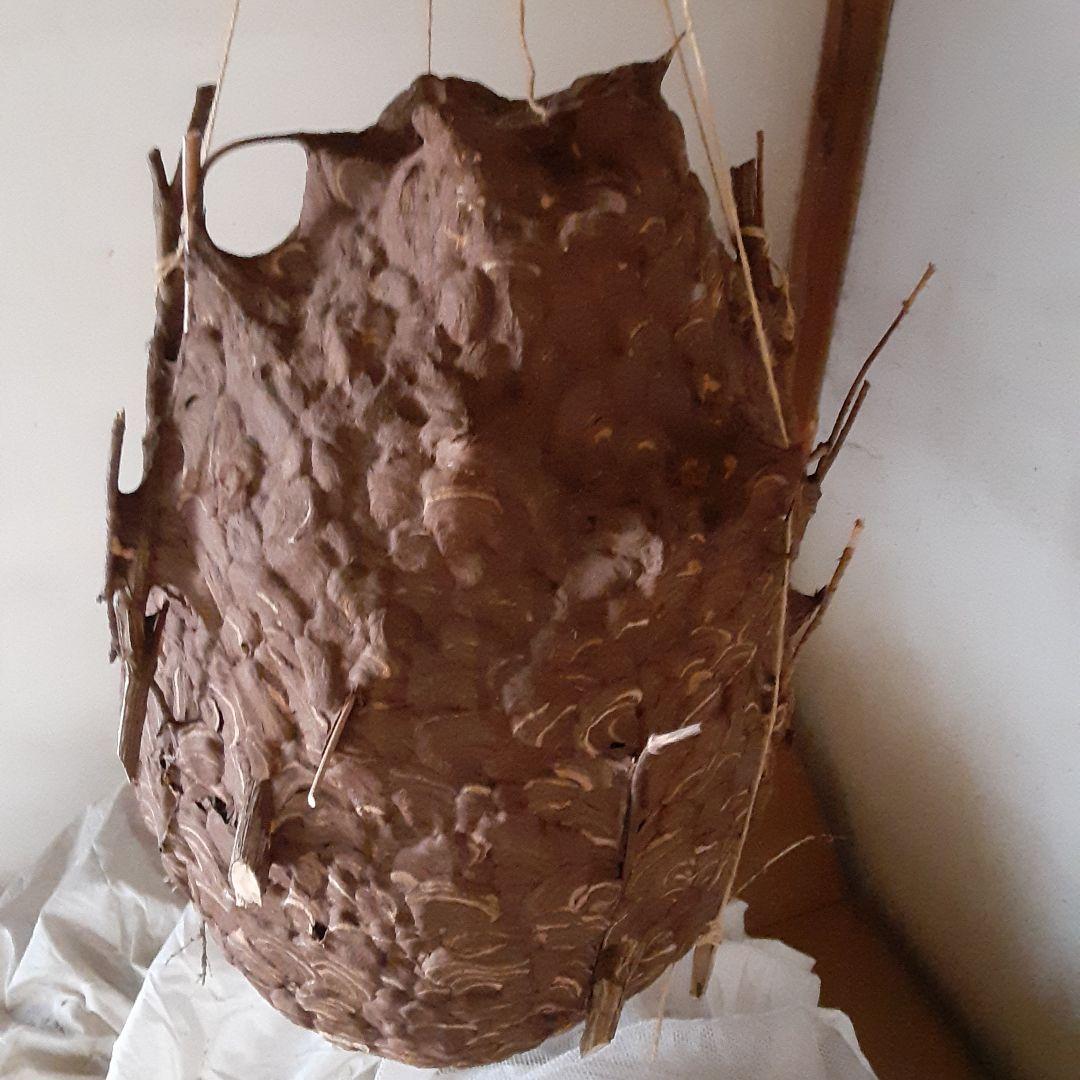 スズメバチの巣